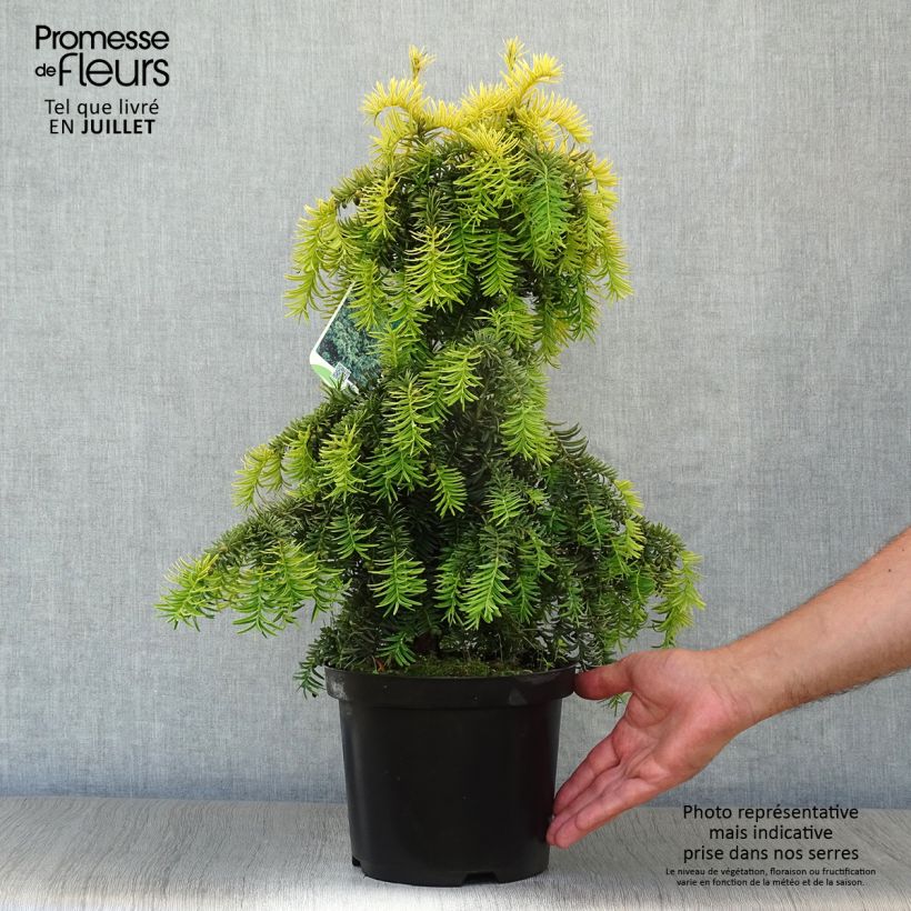 Exemplar von Eibe Dovastonii Aurea - Taxus baccata Topf mit 2L/3L wie im Sommer geliefert