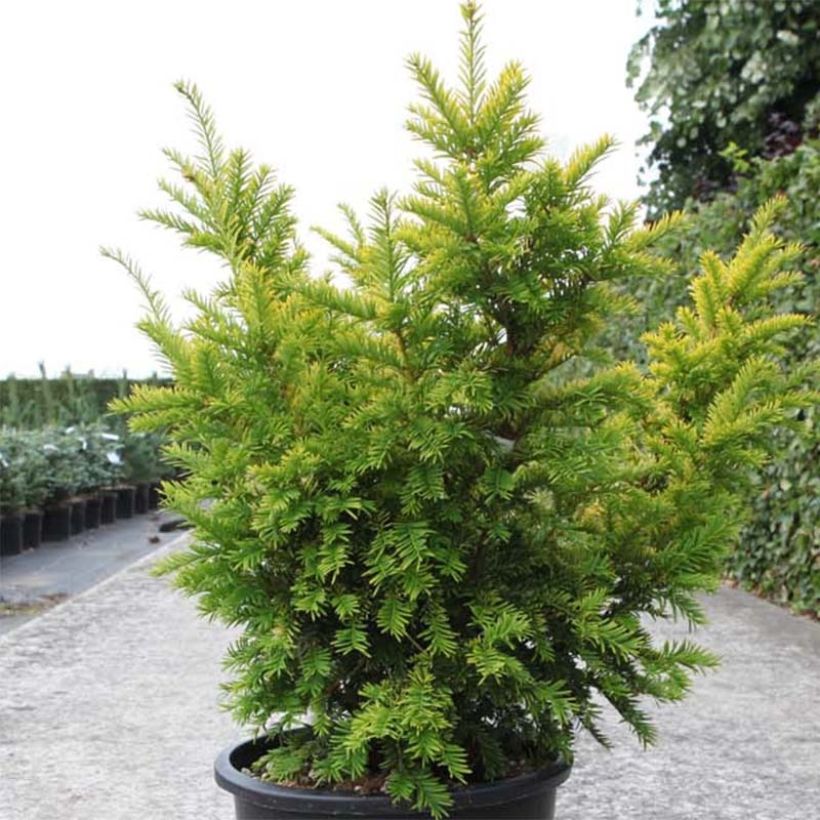 Eibe Semperaurea - Taxus baccata (Wuchs)