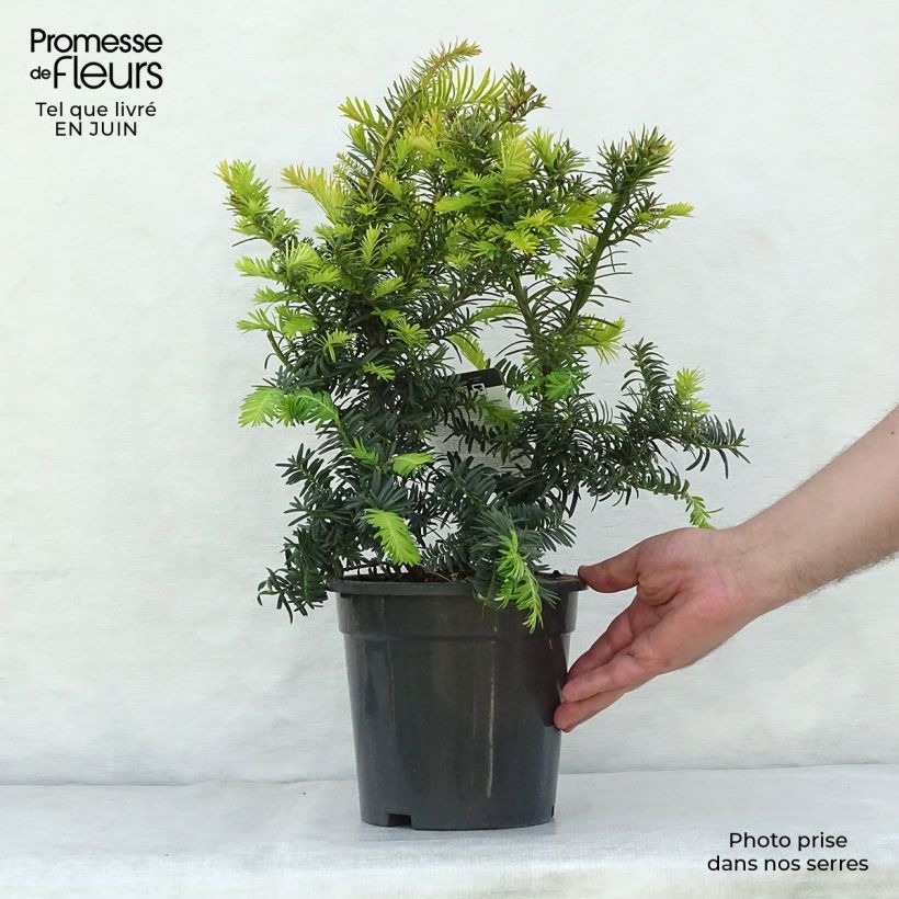 Exemplar von Eibe Summergold - Taxus baccata Topf mit 2L/3L wie im Sommer geliefert