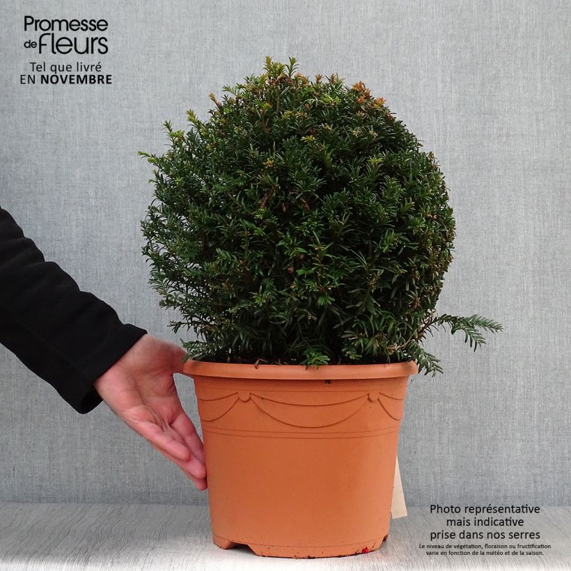 Exemplar von Eibe - Taxus baccata (Kugelform) Topf mit 7,5L/10L, Kugel wie im Herbst geliefert