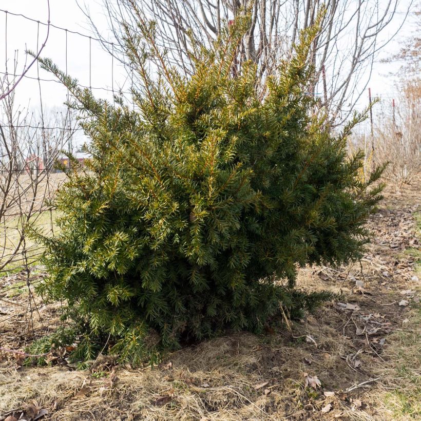 Becher-Eibe Densiformis - Taxus media (Plant habit)