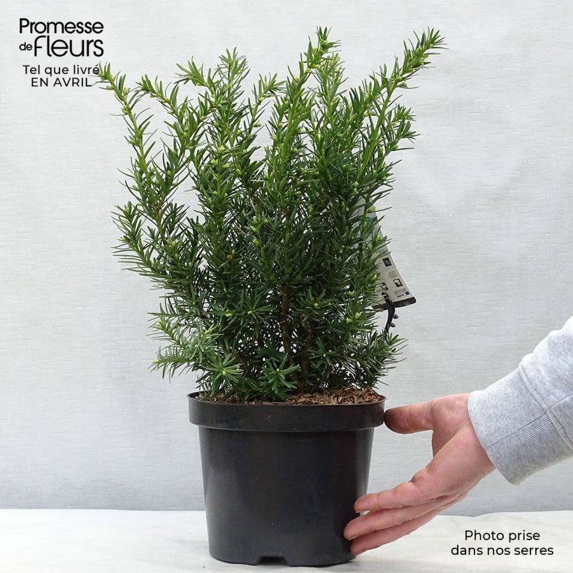 Example of Becher-Eibe Densiformis - Taxus media Topf mit 2L/3L as you get in printemps