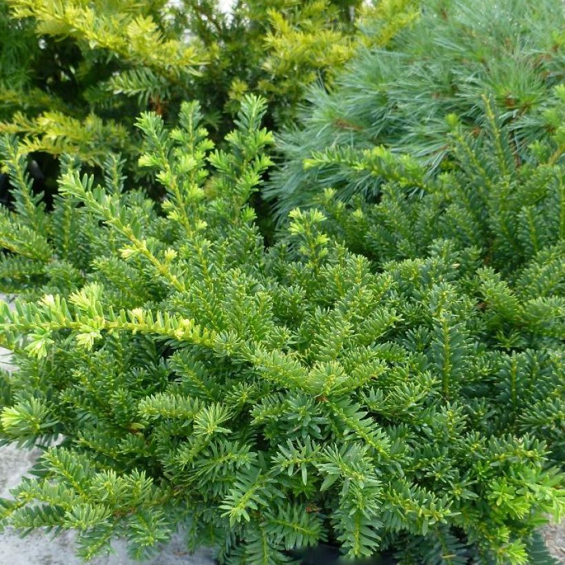 Becher-Eibe Emerald Spreader - Taxus media (Wuchs)