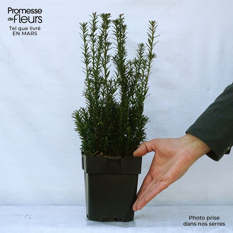 Example of Becher-Eibe Hillii - Taxus media Topf mit 2L/3L as you get in printemps