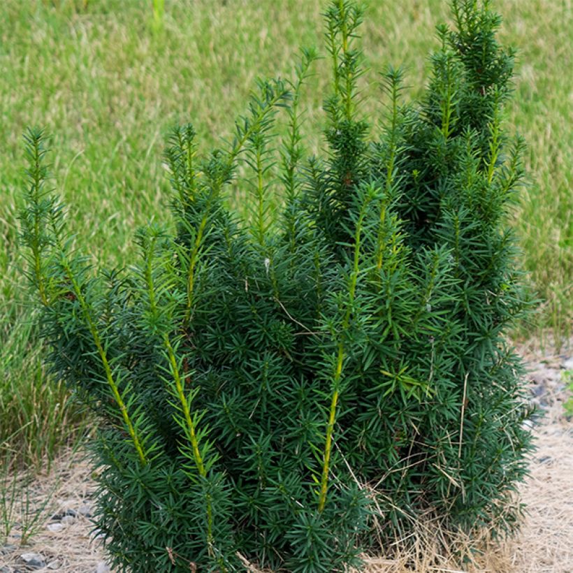 Becher-Eibe Hicksii - Taxus media (Plant habit)