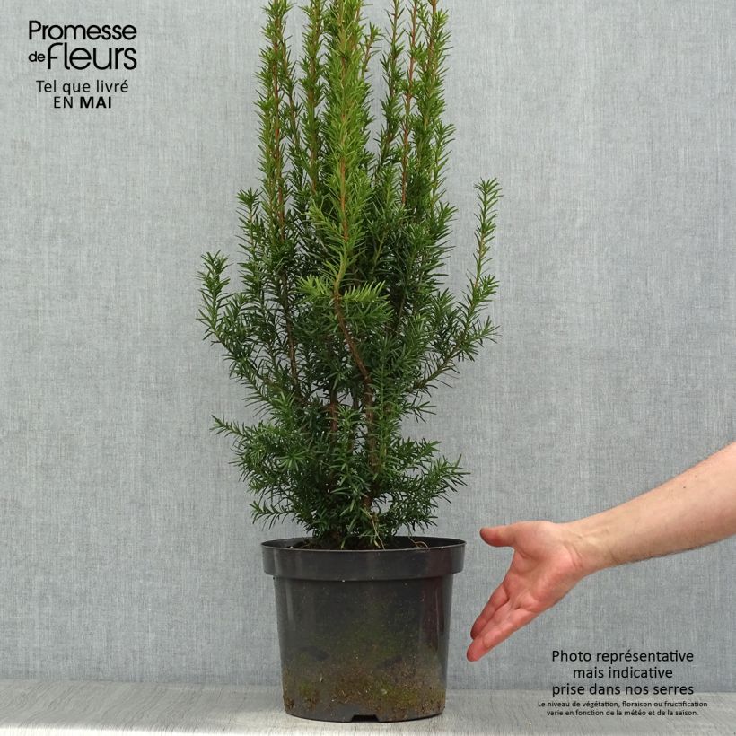 Example of Becher-Eibe Hicksii - Taxus media Topf mit 7,5L/10L as you get in printemps