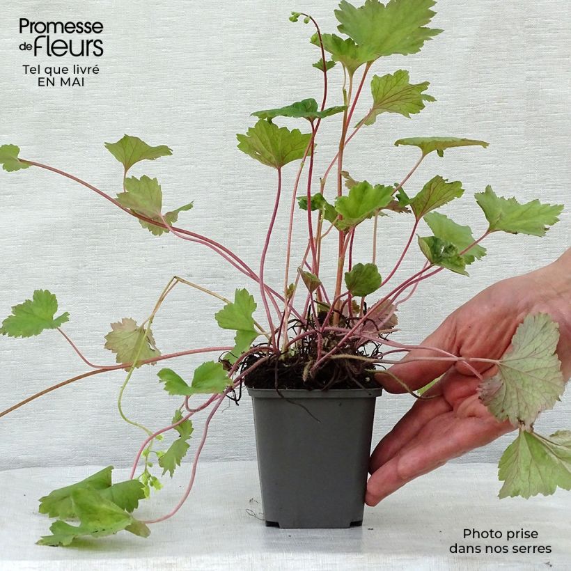 Example of Tellima grandiflora Rubra - Falsche Alraunwurzel Kleine Töpfe von 8/9 cm as you get in printemps