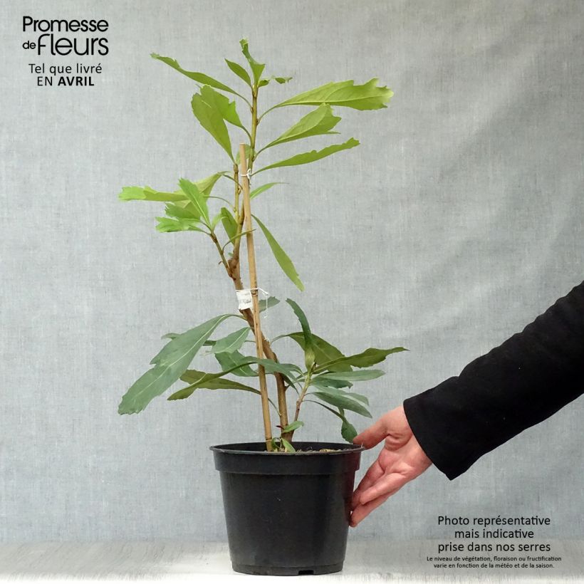 Exemplar von Telopea speciosissima Shady Lady Yellow - Telopeie Topf mit 4L/5L wie im Frühjahr geliefert