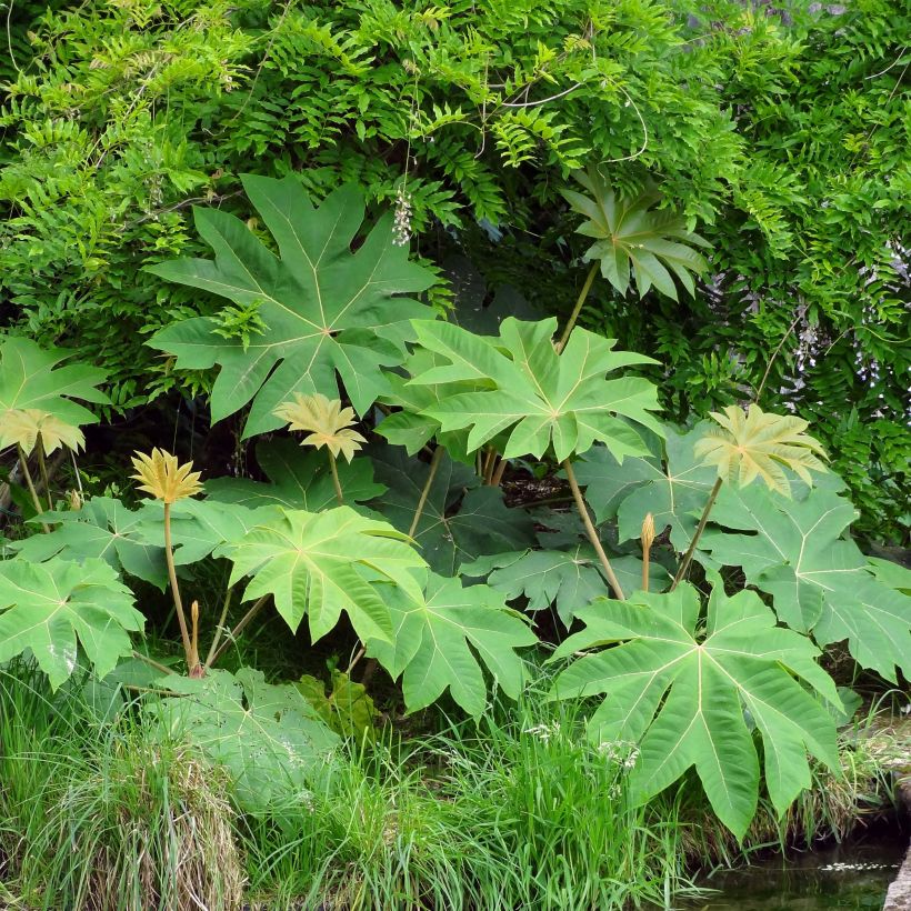 Tetrapanax papyrifera Rex - Reispapierbaum (Plant habit)