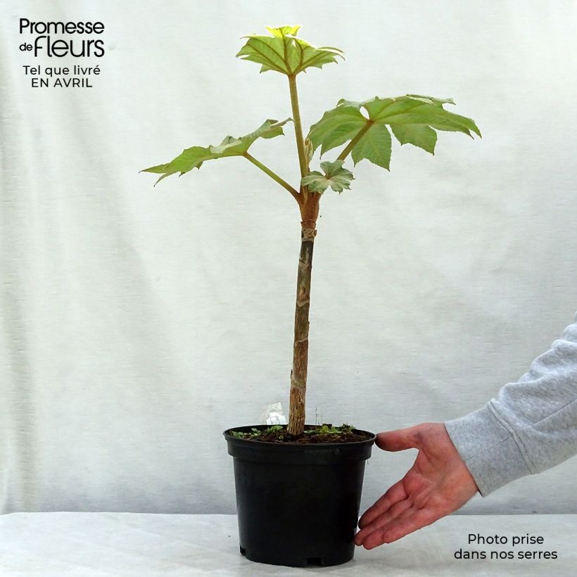 Example of Tetrapanax papyrifera Rex - Reispapierbaum Topf mit 3L/4L as you get in printemps
