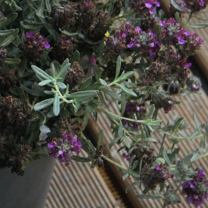 Teucrium ackermannii - Gamander (Foliage)