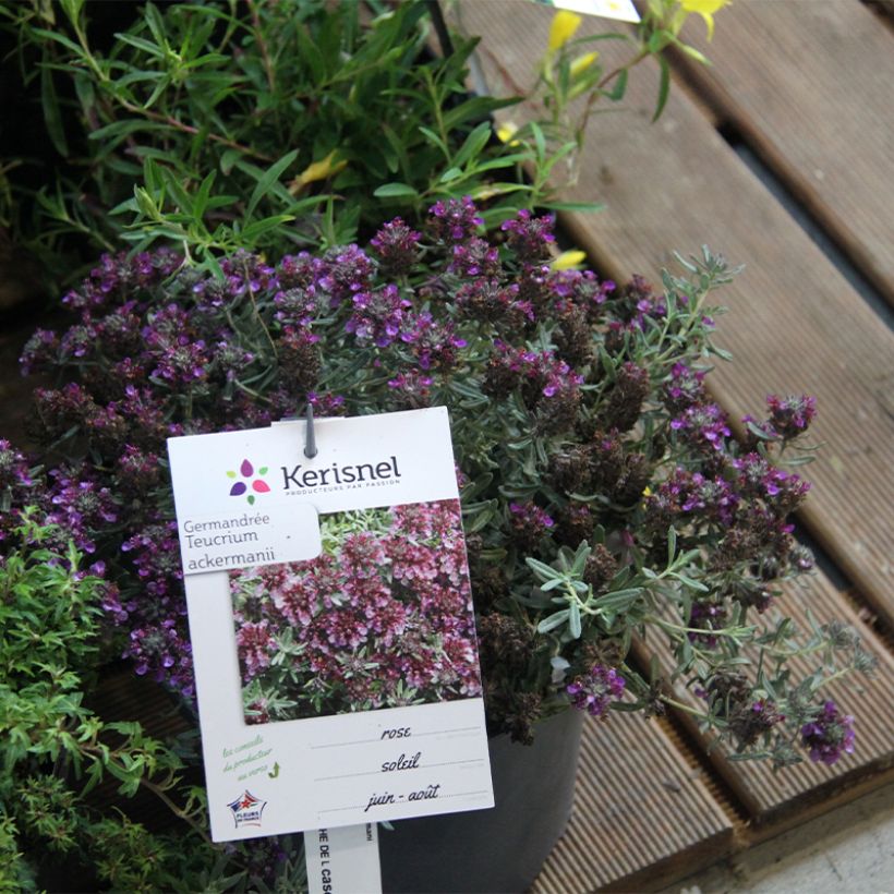 Teucrium ackermannii - Gamander (Plant habit)