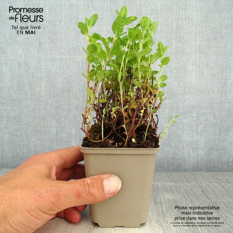 Exemplar von Teucrium chamaedrys Wild Form - Gemeiner Gamander Kleine Töpfe von 8/9 cm wie im Frühjahr geliefert
