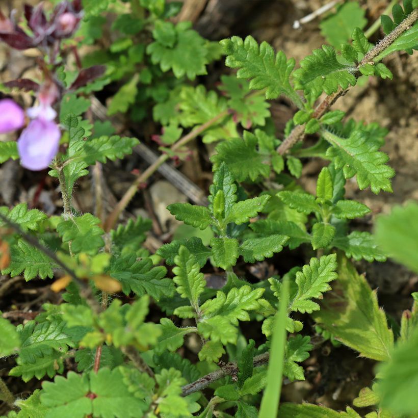 Teucrium chamaedrys Wild Form - Gemeiner Gamander (Foliage)