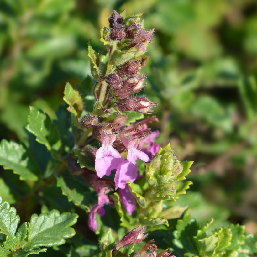 Teucrium chamaedrys Wild Form - Gemeiner Gamander (Flowering)