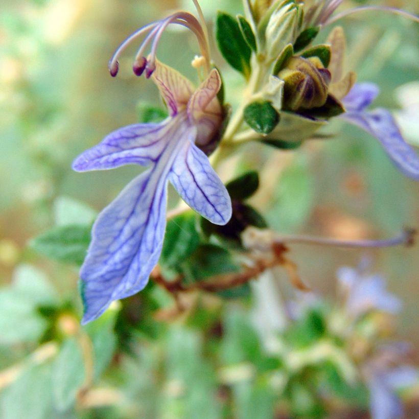 Teucrium fruticans Azureum - Strauchiger Gamander (Flowering)