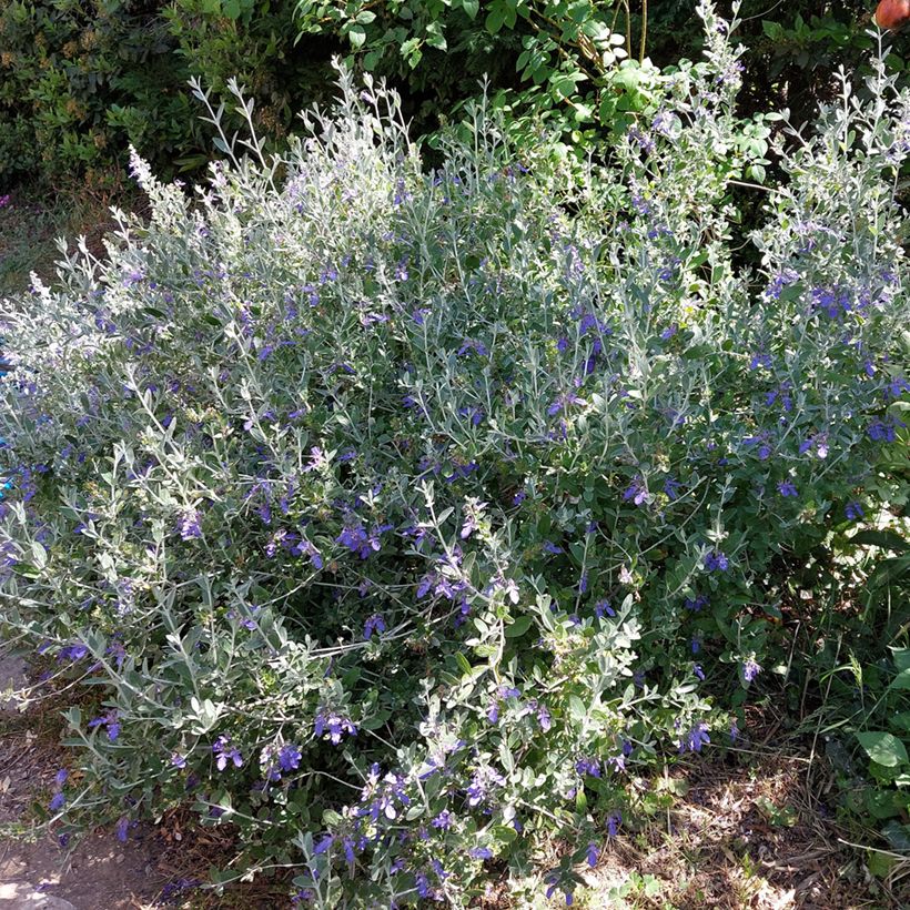 Teucrium fruticans Azureum - Strauchiger Gamander (Plant habit)