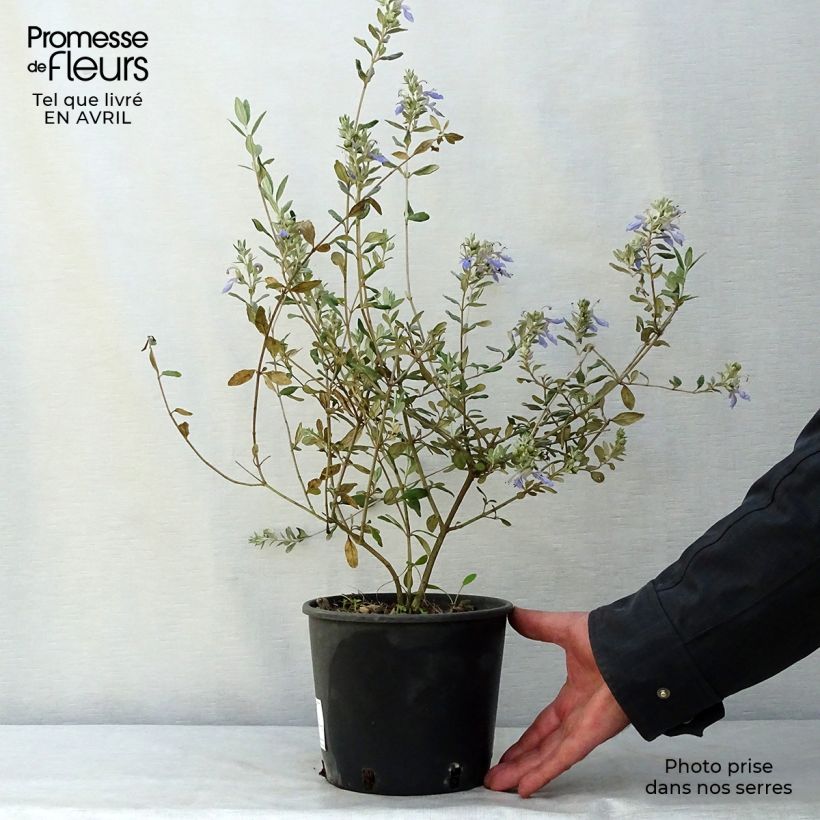 Example of Teucrium fruticans Azureum - Strauchiger Gamander Topf mit 2L/3L as you get in printemps