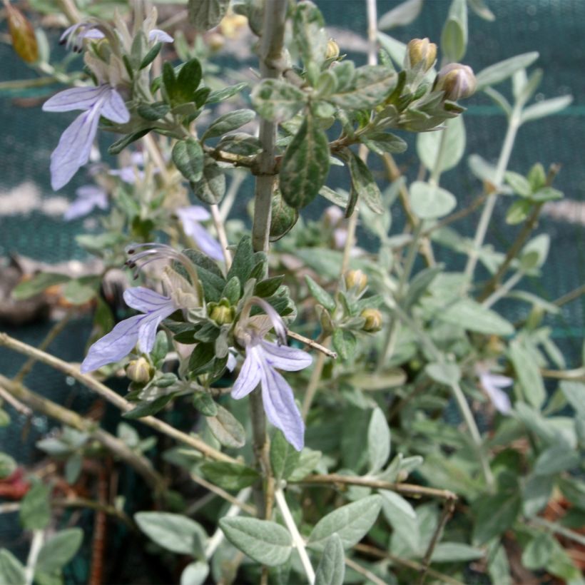 Teucrium fruticans - Strauchiger Gamander (Foliage)