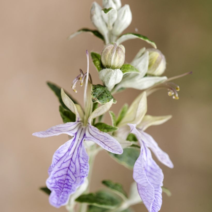 Teucrium fruticans - Strauchiger Gamander (Flowering)