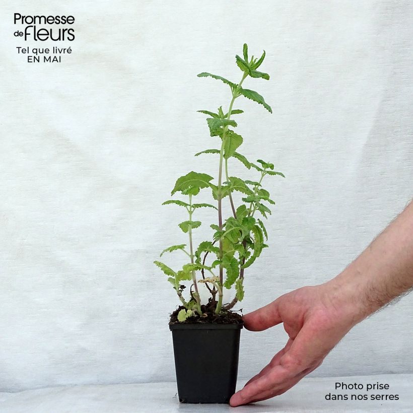 Example of Teucrium hircanicum - Kaukasus-Gamander Kleine Töpfe von 8/9 cm as you get in printemps