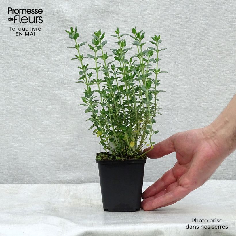 Example of Teucrium lucidrys - Immergrüner Gamander Kleine Töpfe von 8/9 cm as you get in printemps