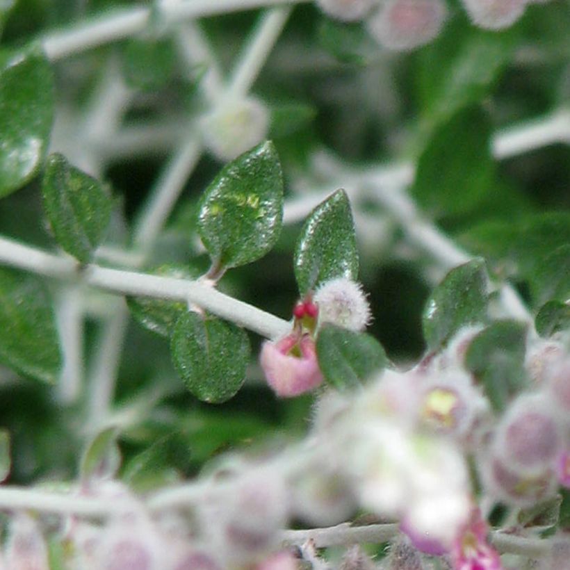 Teucrium marum - Katzen-Gamander (Foliage)