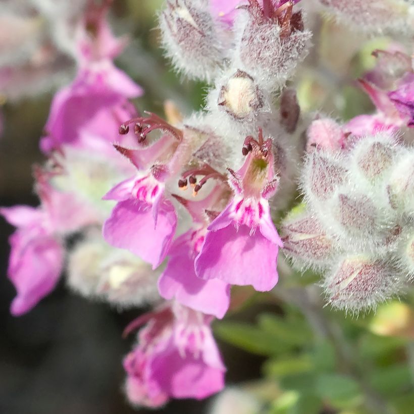 Teucrium marum - Katzen-Gamander (Flowering)