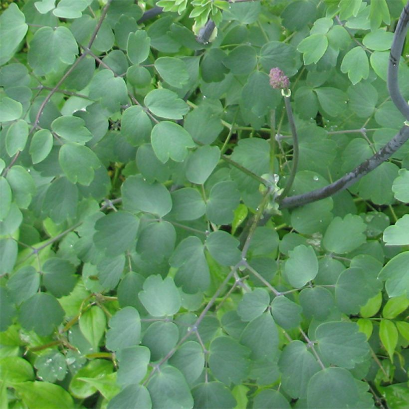 Thalictrum Black Stockings - Wiesenraute (Foliage)
