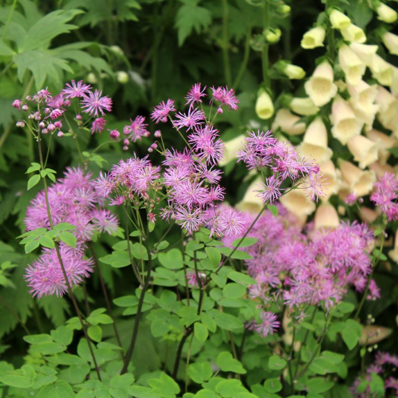 Thalictrum Black Stockings - Wiesenraute (Flowering)