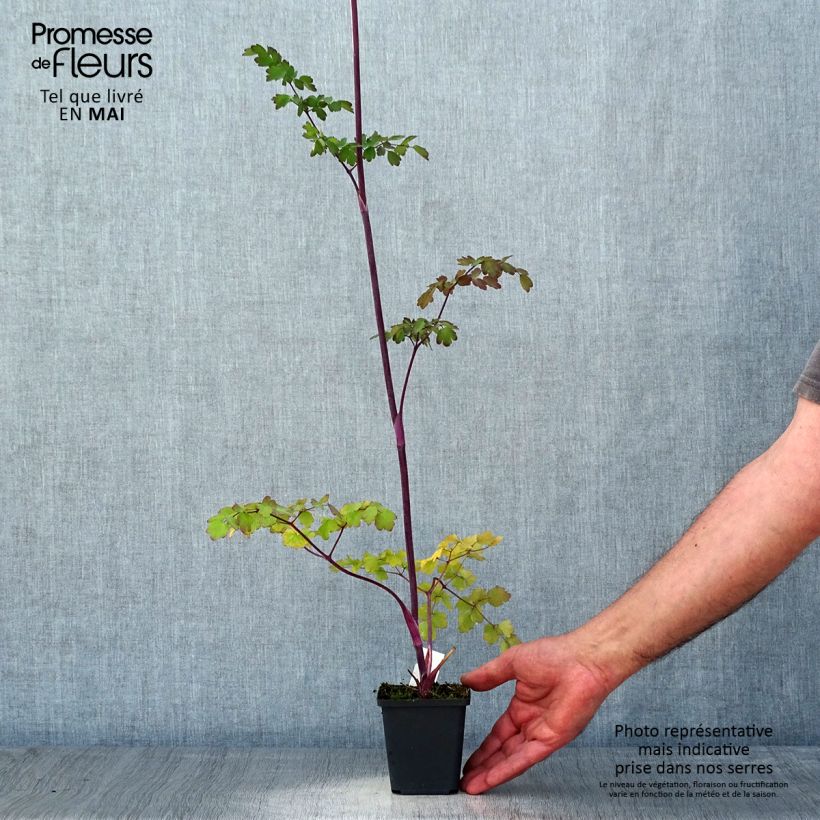 Exemplar von Thalictrum Elin - Wiesenraute Kleine Töpfe von 8/9 cm wie im Frühjahr geliefert