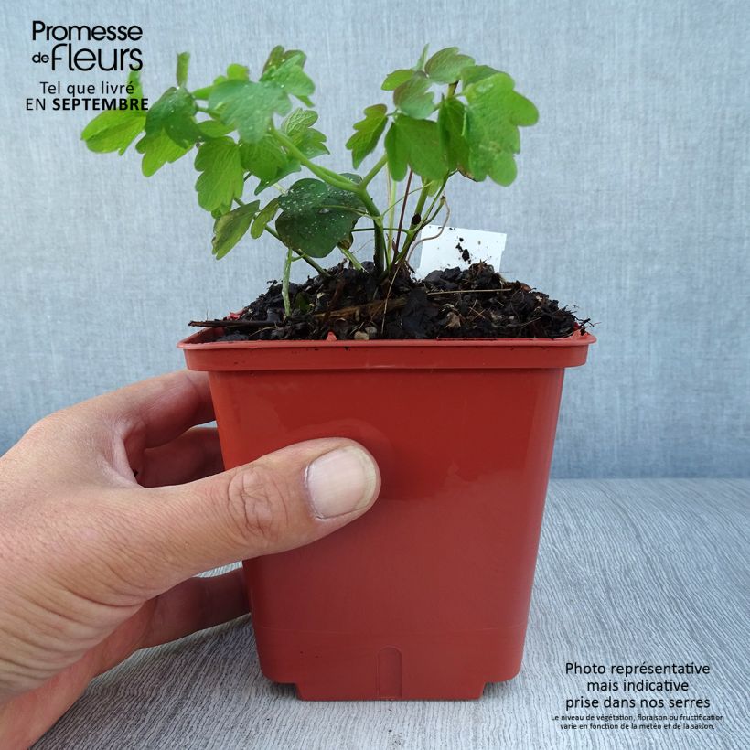 Exemplar von Thalictrum Elin - Wiesenraute Topf mit 1L/1,5L wie im Herbst geliefert