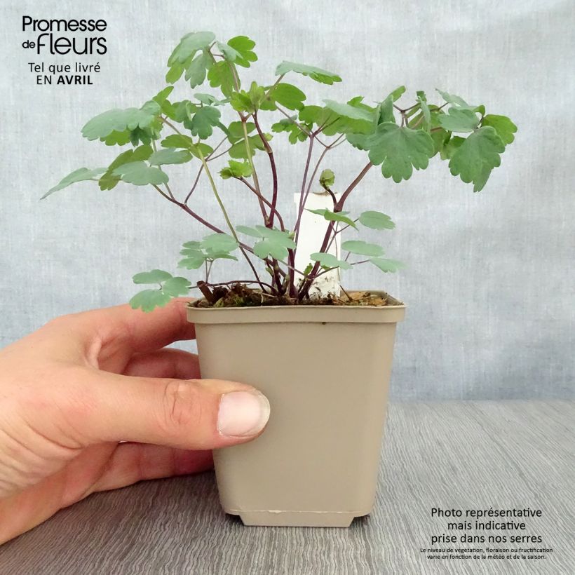 Example of Thalictrum Little Pinkie - Wiesenraute Kleine Töpfe von 8/9 cm as you get in printemps