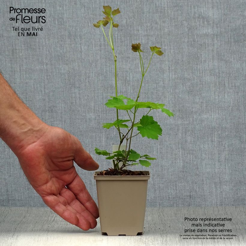 Example of Thalictrum actaeifolium Perfume Star - Wiesenraute Kleine Töpfe von 8/9 cm as you get in printemps