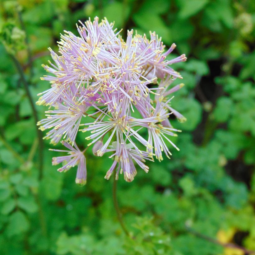 Thalictrum aquilegiifolium - Akeleiblättrige Wiesenraute (Flowering)