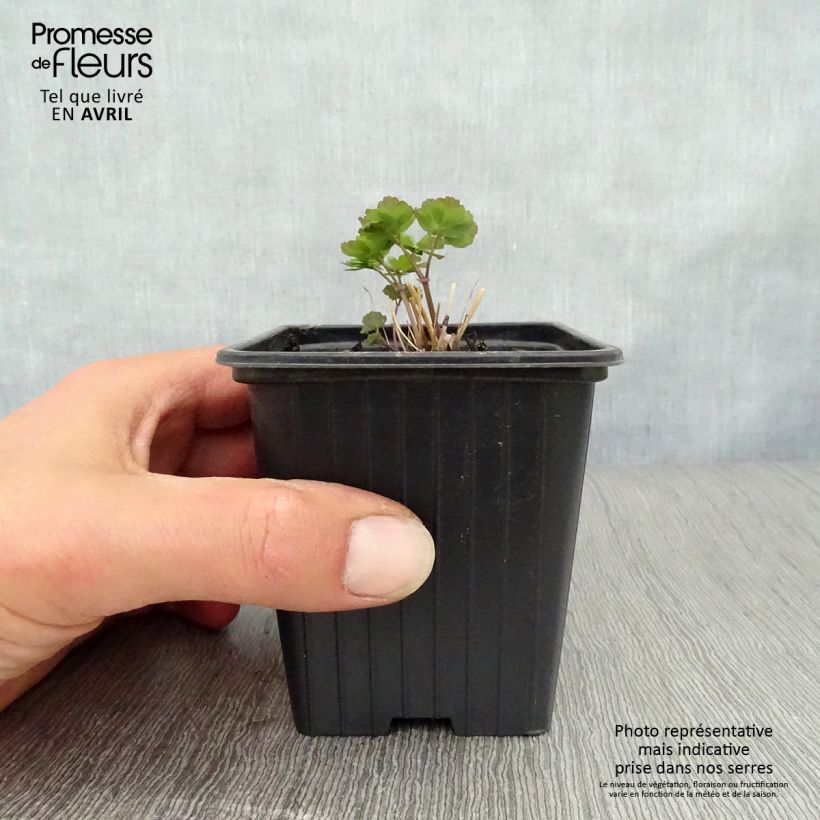 Example of Thalictrum aquilegiifolium - Akeleiblättrige Wiesenraute Kleine Töpfe von 7/8 cm as you get in printemps