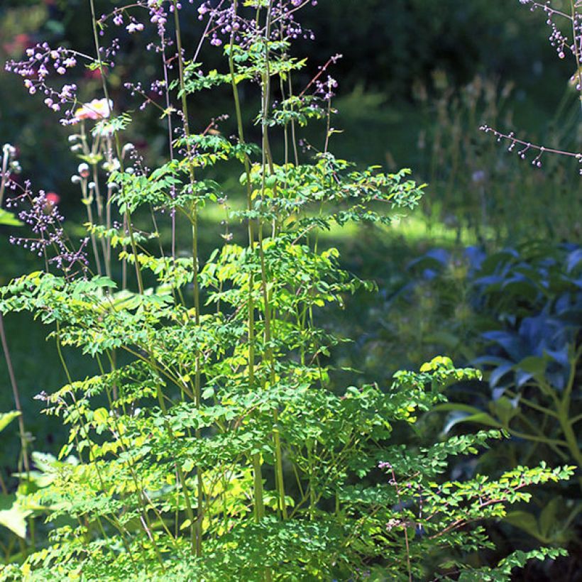 Thalictrum delavayi - Delavays Wiesenraute (Plant habit)