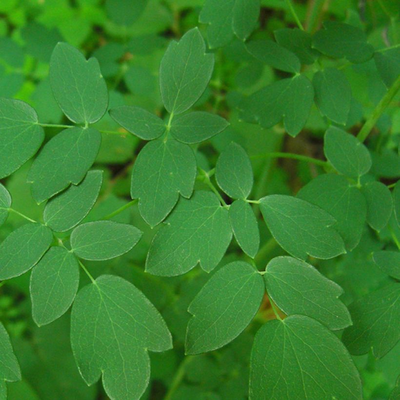 Thalictrum delavayi Ankum - Delavays Wiesenraute (Foliage)