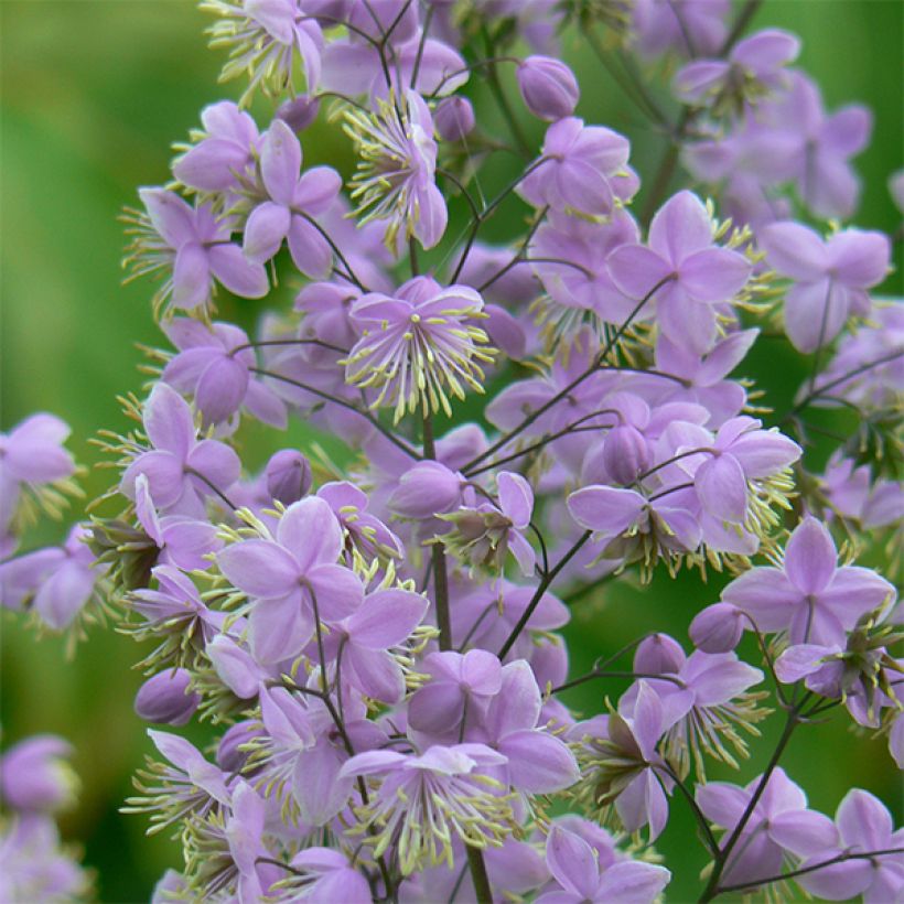 Thalictrum delavayi Ankum - Delavays Wiesenraute (Flowering)