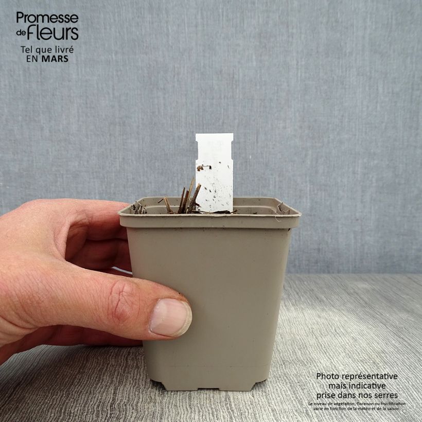 Example of Thalictrum delavayi Ankum - Delavays Wiesenraute Kleine Töpfe von 8/9 cm as you get in printemps