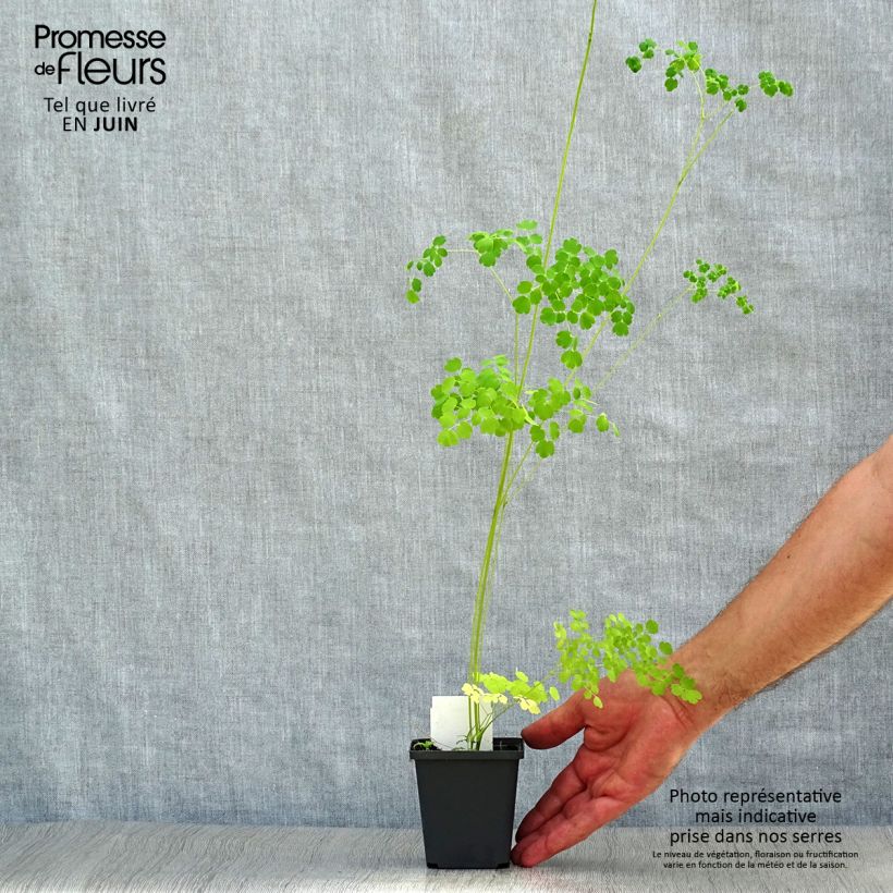 Exemplar von Thalictrum delavayi Splendide Album - Delavays Wiesenraute Kleine Töpfe von 8/9 cm wie im Sommer geliefert