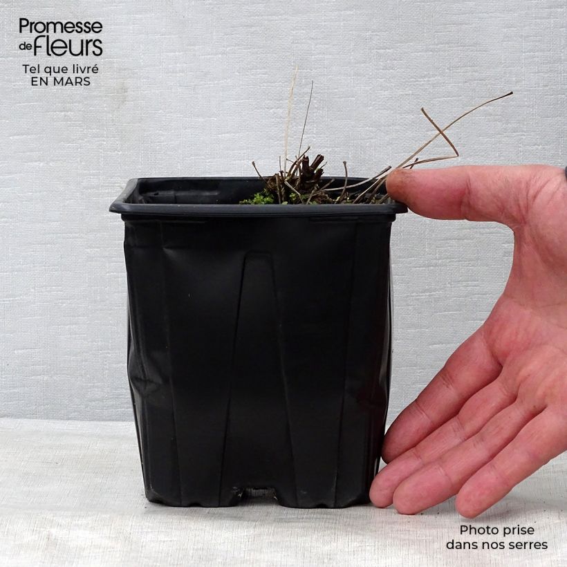 Exemplar von Thalictrum delavayi Splendide Album - Delavays Wiesenraute Topf mit 2L/3L wie im Frühjahr geliefert