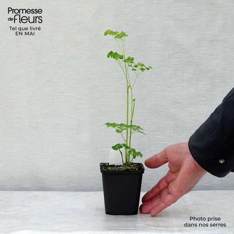 Exemplar von Thalictrum delavayi Splendide Album - Delavays Wiesenraute Kleine Töpfe von 8/9 cm wie im Frühjahr geliefert