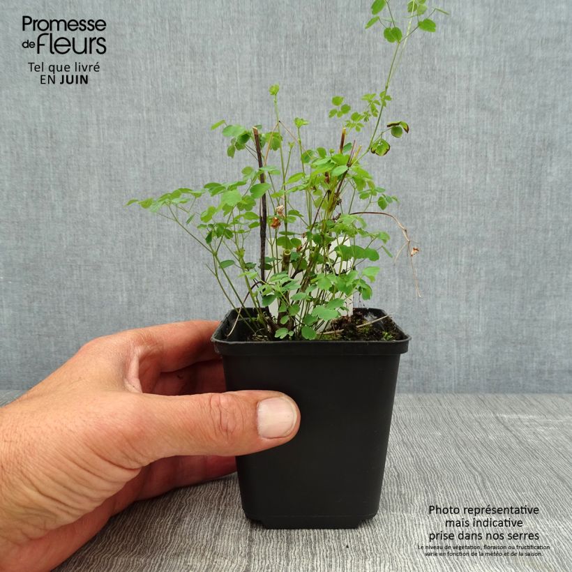 Exemplar von Thalictrum delavayi Splendide - Delavays Wiesenraute Kleine Töpfe von 8/9 cm wie im Sommer geliefert