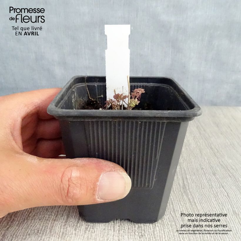 Example of Thalictrum delavayi - Delavays Wiesenraute Kleine Töpfe von 8/9 cm as you get in printemps