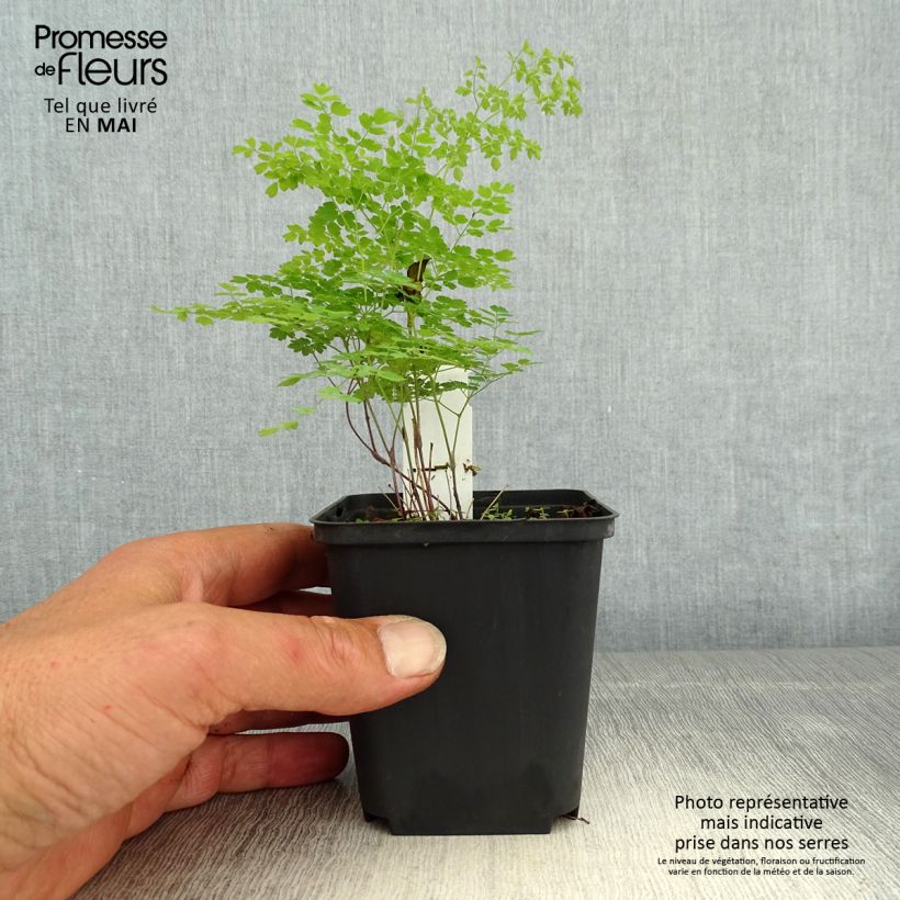 Exemplar von Thalictrum minus Adiantifolium - Kleine Wiesenraute Kleine Töpfe von 8/9 cm wie im Frühjahr geliefert