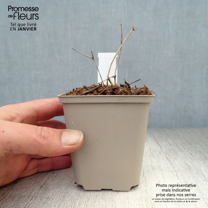 Exemplar von Thalictrum petaloideum Ghent Ebony - Wiesenraute Kleine Töpfe von 8/9 cm wie im Winter geliefert