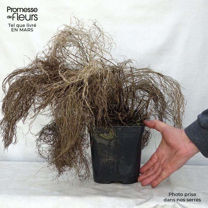 Exemplar von Thamnochortus cinereus - Restio Topf mit 3L/4L wie im Frühjahr geliefert