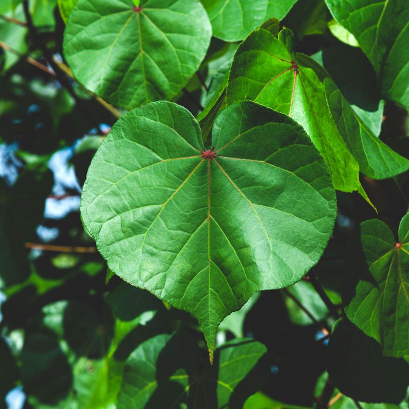 Thespesia populnea - Portiabaum (Laub)