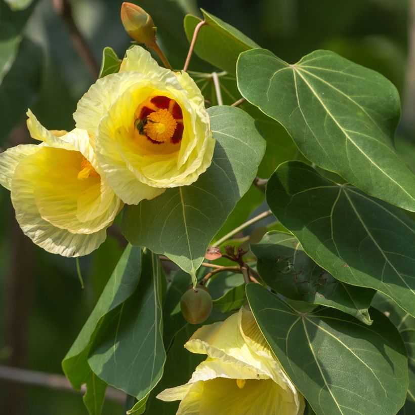 Thespesia populnea - Portiabaum (Blüte)